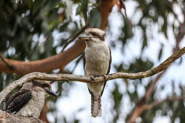 Obraz kookaburra