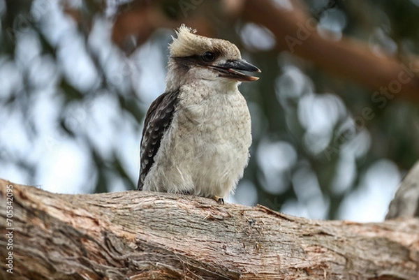 Fototapeta kookaburra