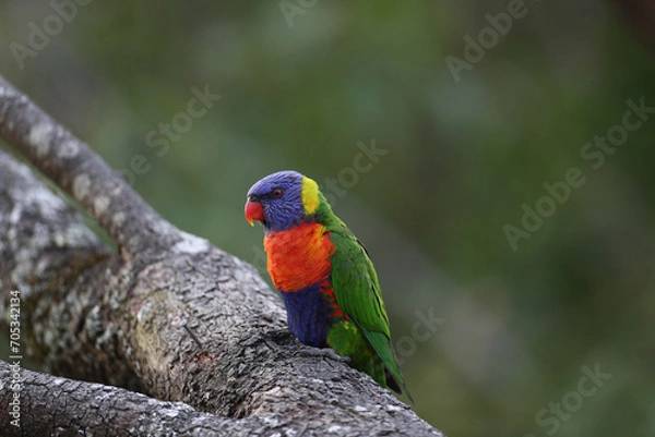 Obraz rainbow lorikeet