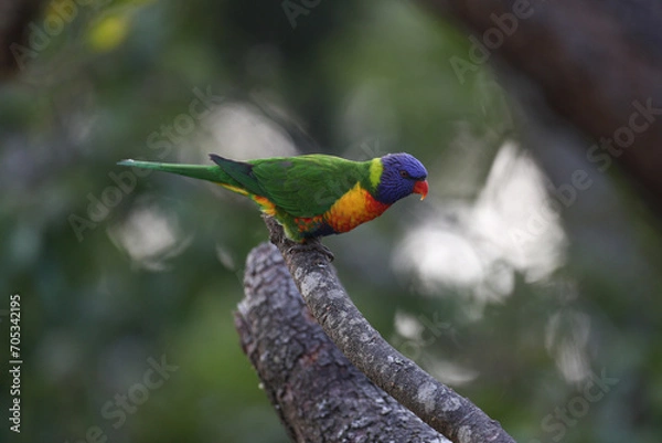 Obraz rainbow lorikeet