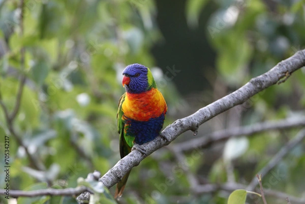 Obraz rainbow lorikeet