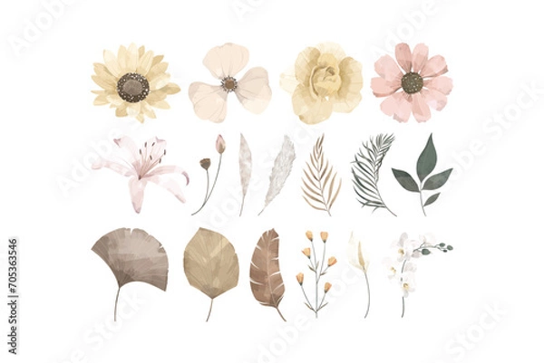 Obraz Dried Flower Illustration Collection Set