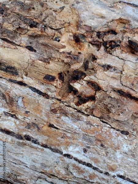 Obraz Background nature, texture of wood