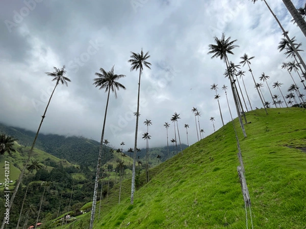 Fototapeta Cocora Valley looking up at the palm trees
