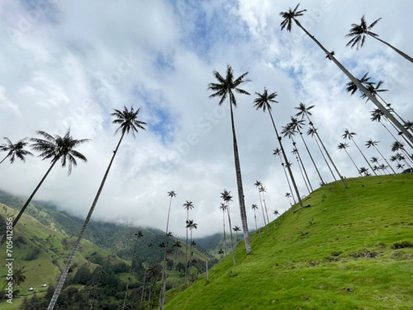 Fototapeta Cocora Valley looking up at the palm trees