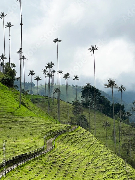 Fototapeta Rolling Hills and Palm trees in Cocora Valley, scenic landscape