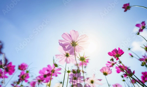 Obraz Closeup of pink Cosmos flower with blue sky under sunlight with copy space  background natural green plants landscape, ecology wallpaper cover page concept.