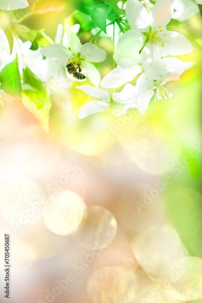 Fototapeta Blossom blooming on trees in springtime. Wild pear or apple tree flowers with bee. Fairy nature, sunlight