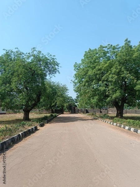 Fototapeta trees in the garden