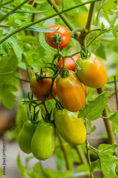 Fototapeta Paste or plum tomatoes in the garden