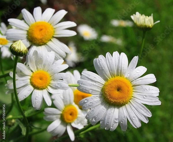 Obraz White daisy with drops of water on meadow