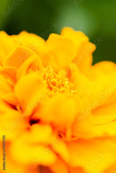 Fototapeta マリーゴールド（アップ）