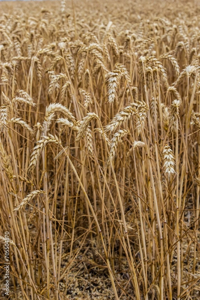 Fototapeta Rural scenery. Background of ripening ears of wheat field and sunlight. Crops field. Selective focus. Field landscape