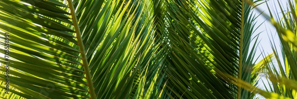 Fototapeta Panoramic image. Closeup Palm leaves in summer