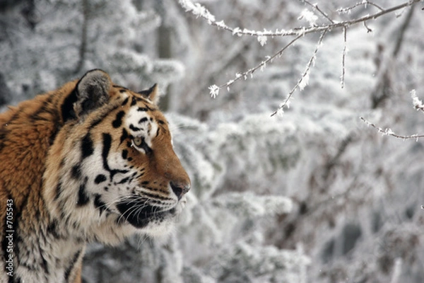 Obraz tiger im winter