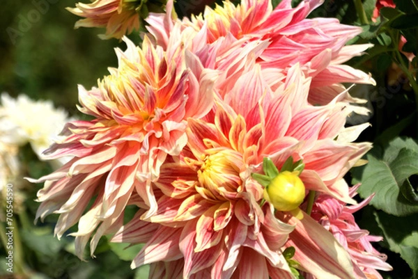 Obraz beautiful flower