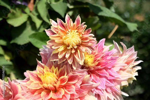 Obraz beautiful flower