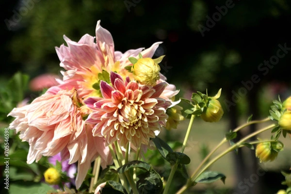 Obraz beautiful flower