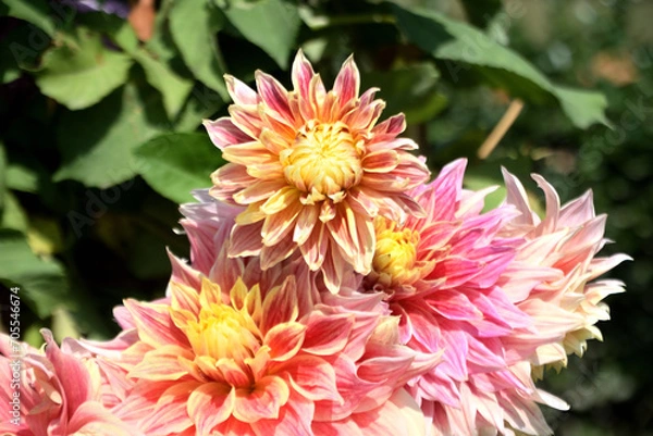 Obraz beautiful flower