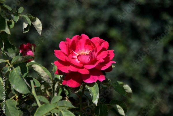 Obraz beautiful flower