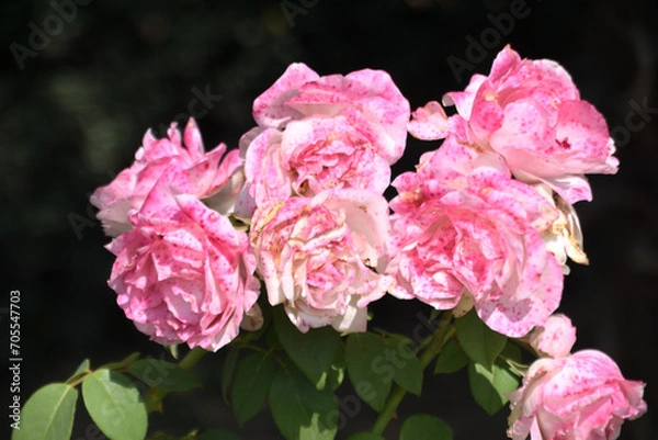 Obraz beautiful flower