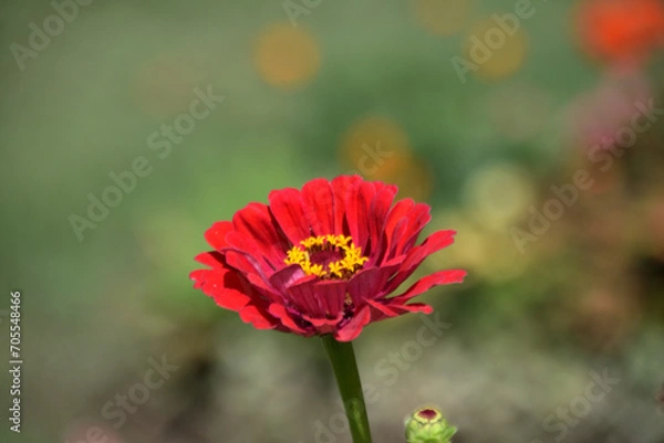 Obraz beautiful flower