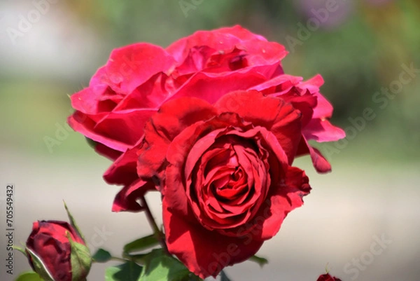 Obraz beautiful flower