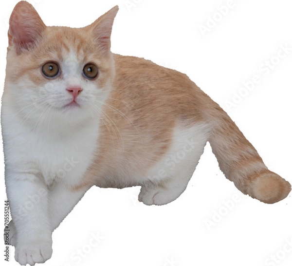 Fototapeta マンチカンの子猫