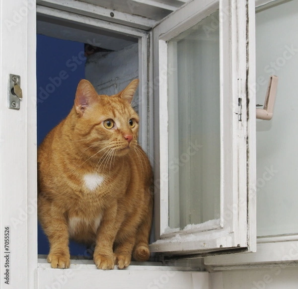 Obraz Red cat at an open window