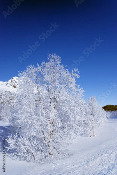 Obraz Frosty tree