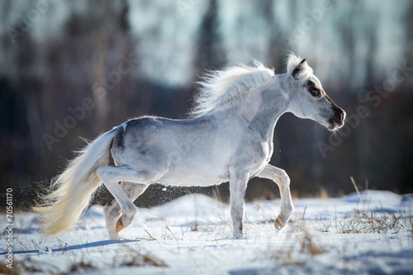 Obraz Miniature white horse runs in snow