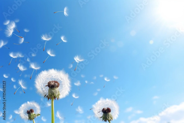 Fototapeta Dientes de león.