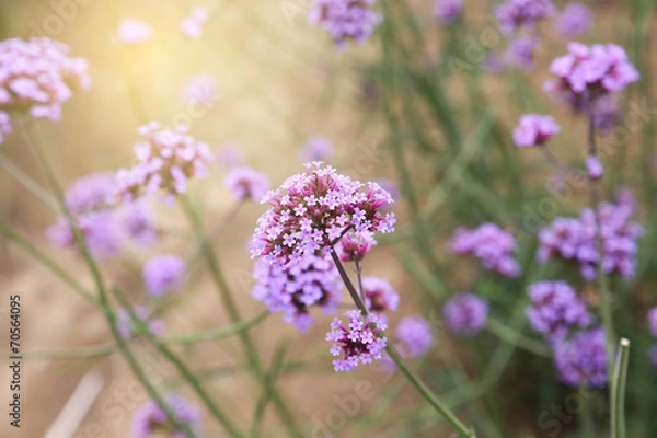 Obraz verbena field