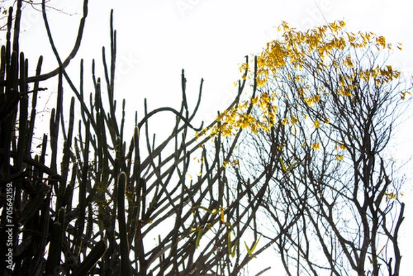 Obraz sertão primavera