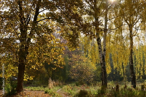 Obraz trees in the park