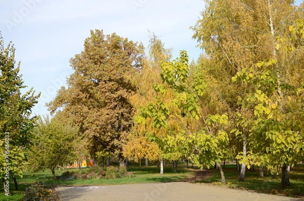 Obraz trees in the park