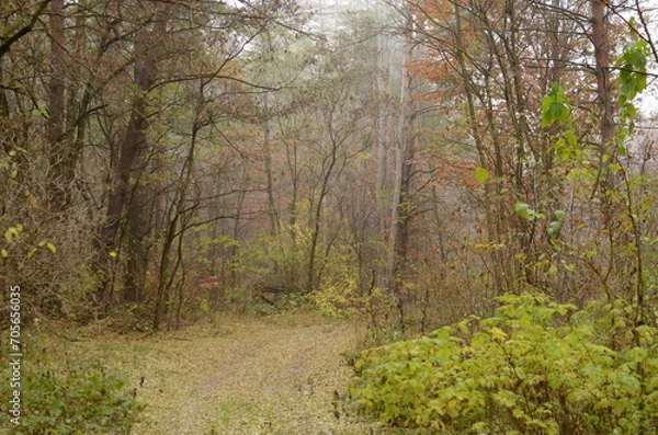 Obraz footpath in the woods