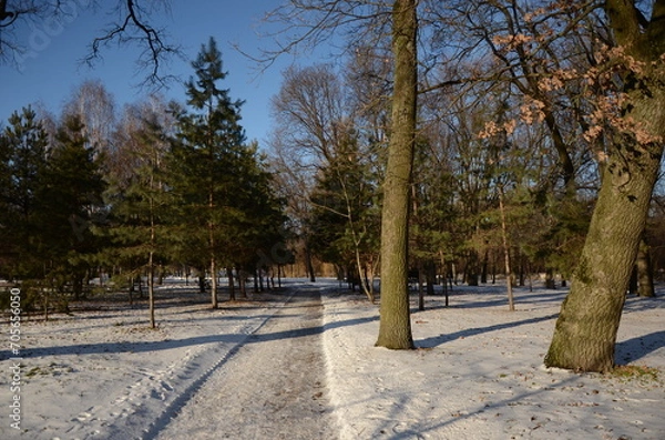 Obraz winter in the park