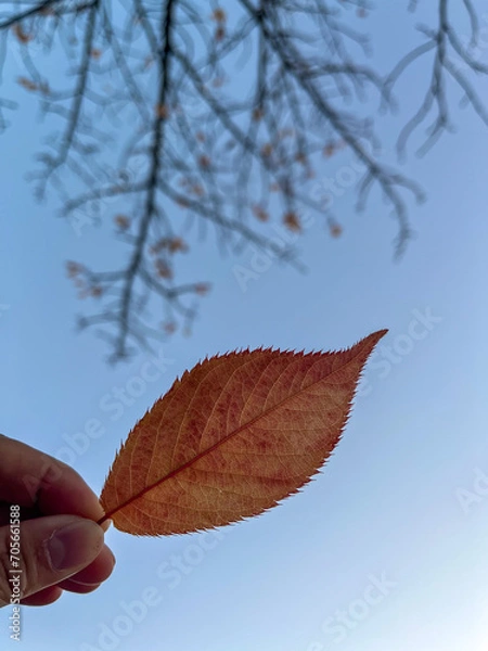 Obraz 秋がやってきた