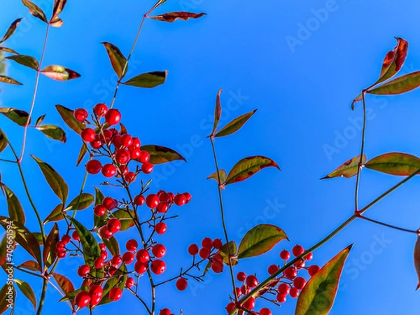 Fototapeta 私はわたし。