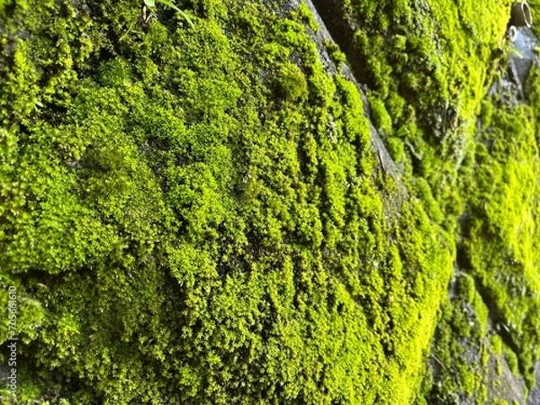 Fototapeta 残していきたい色