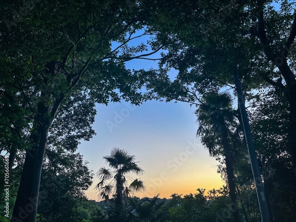 Fototapeta ようこそ、森へ