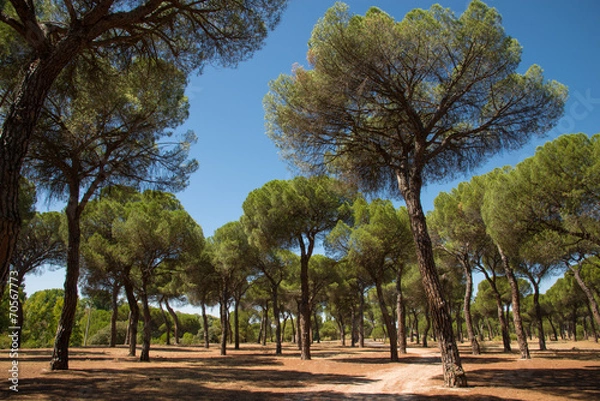 Obraz pine grove