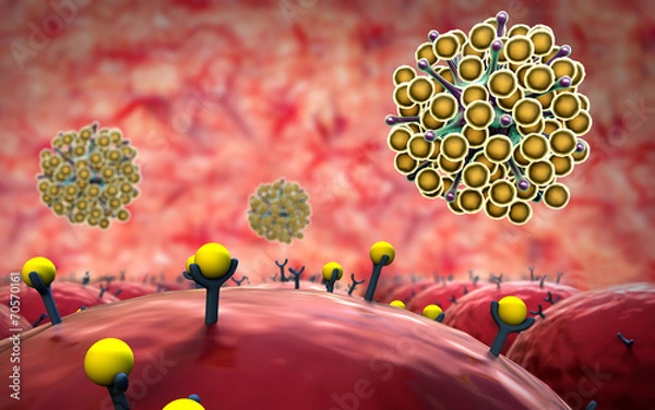 Fototapeta Cells, receptor