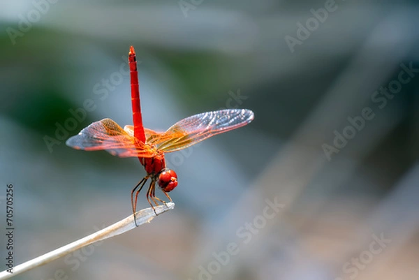 Obraz Dragon fly