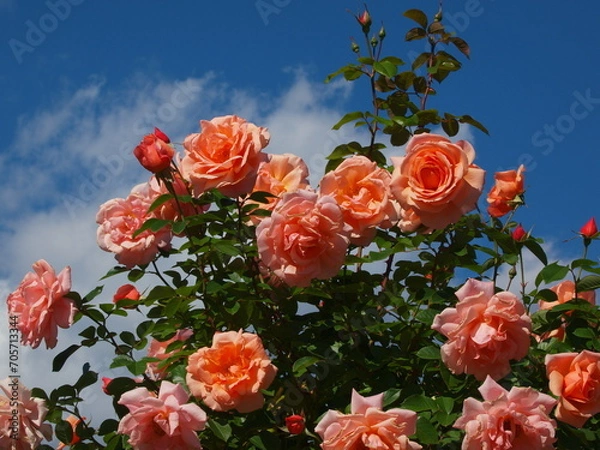 Fototapeta 秋の青空と秋薔薇