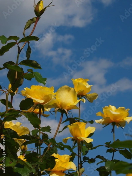 Fototapeta 秋の青空と秋薔薇
