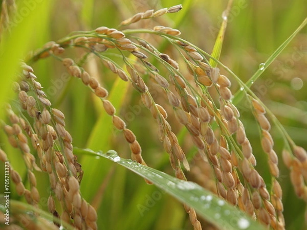 Fototapeta 朝露を纏った稲穂