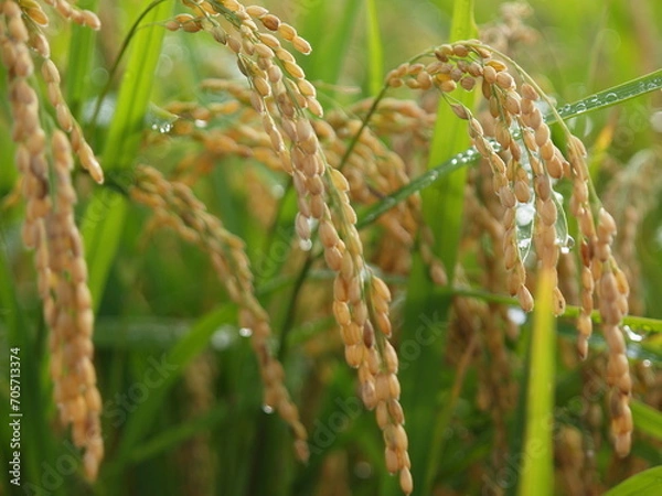 Fototapeta 朝露を纏った稲穂