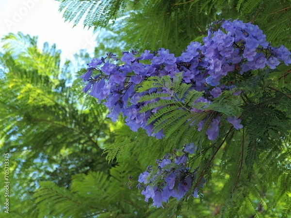 Fototapeta ジャカランダの咲く季節
